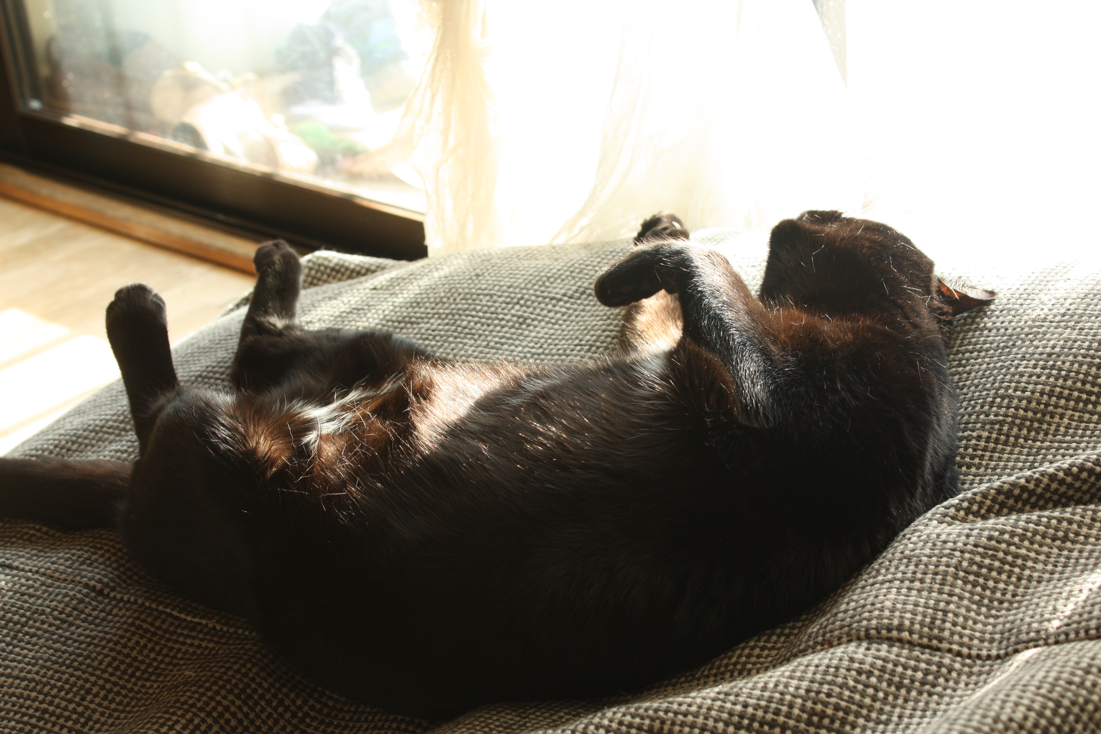Gato